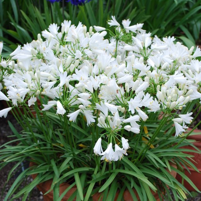 Agapanthus 'Double Diamond'