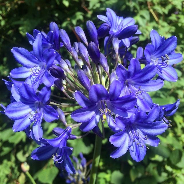 Agapanthus 'Sally Anne' Agapanthus 'Sally Anne'
