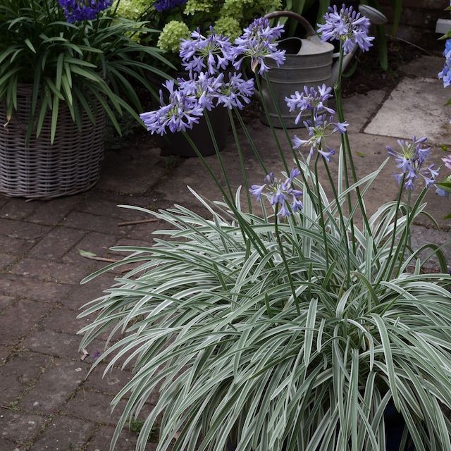 Agapanthus 'Silver Moon'