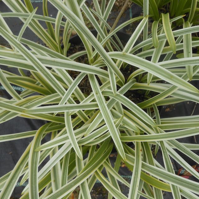 Agapanthus 'Silver Moon'