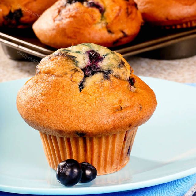 Hosta 'Blueberry Muffin'