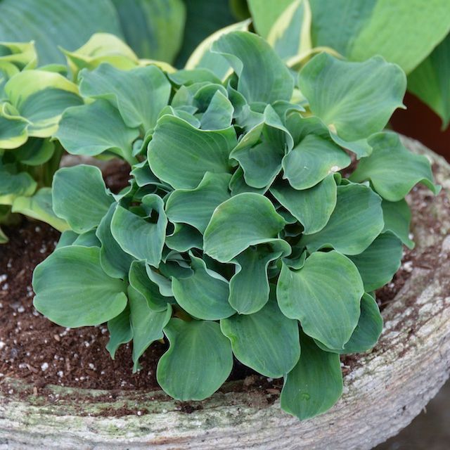 Hosta 'Church Mouse'