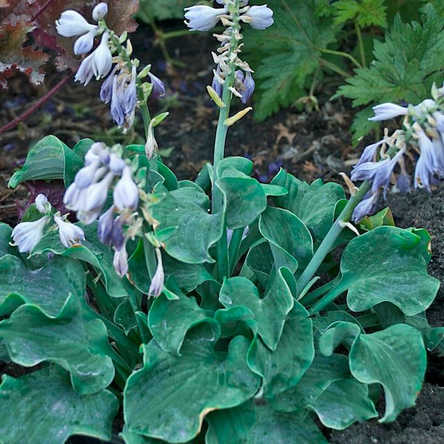 Hosta 'Church Mouse'