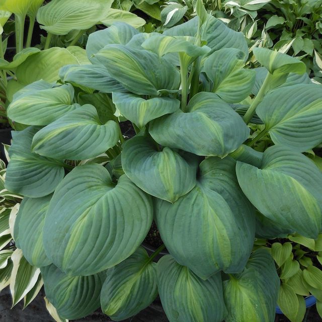 Hosta 'Avocado'