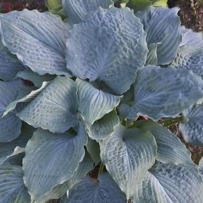 Hosta 'Diamond Lake' ®