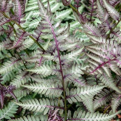 All Ferns