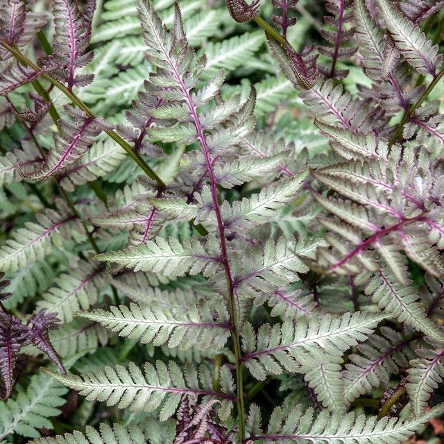 Fern Athyrium niponicum var. pictum 'Red Beauty'