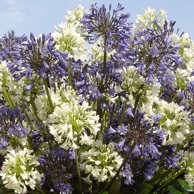 All Agapanthus