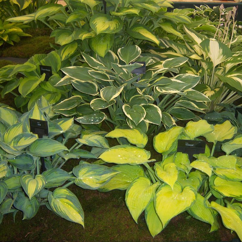 All Hostas