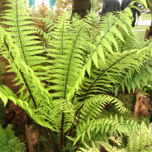 Fern Dryopteris wallichiana