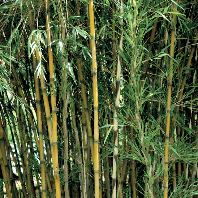 All Bamboos