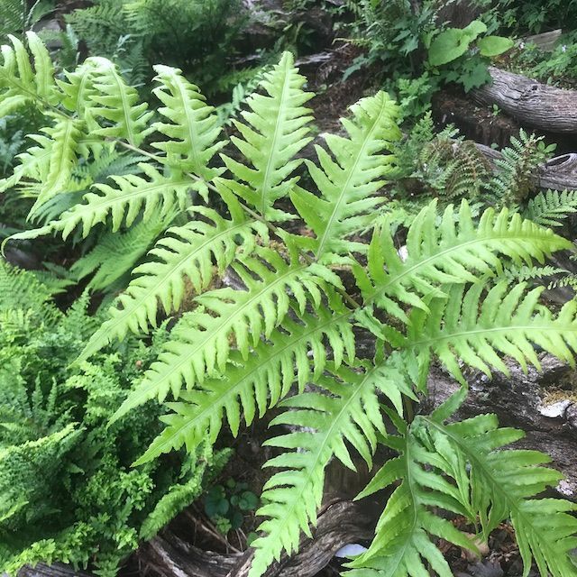 Fern Woodwardia radicans