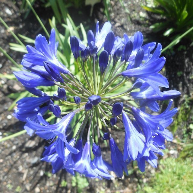 Agapanthus 'Blue Beauty'