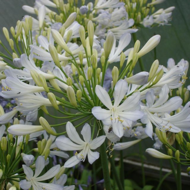 Agapanthus 'Silver Baby'