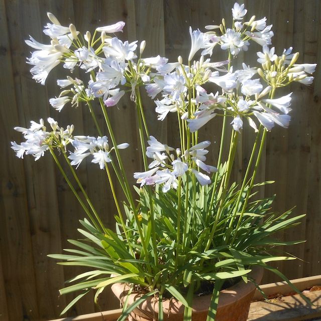 Agapanthus 'Silver Baby'