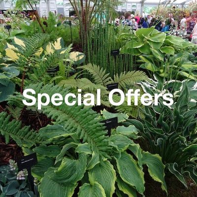 Special Offers