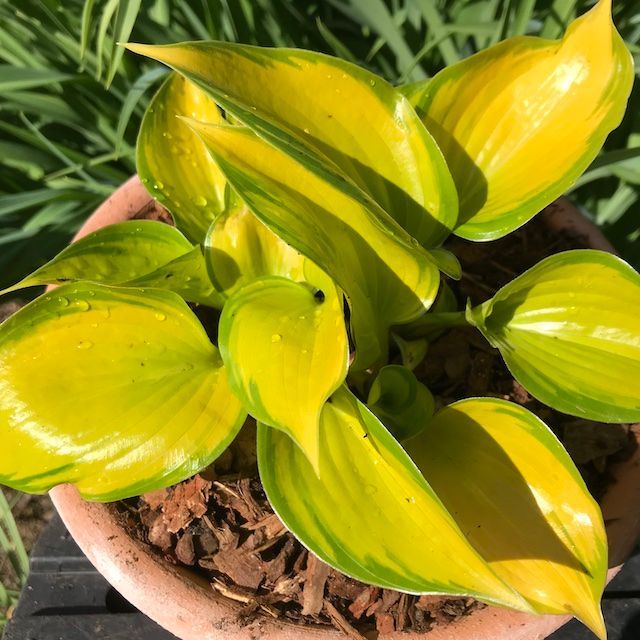 Hosta 'Tiki Bar'