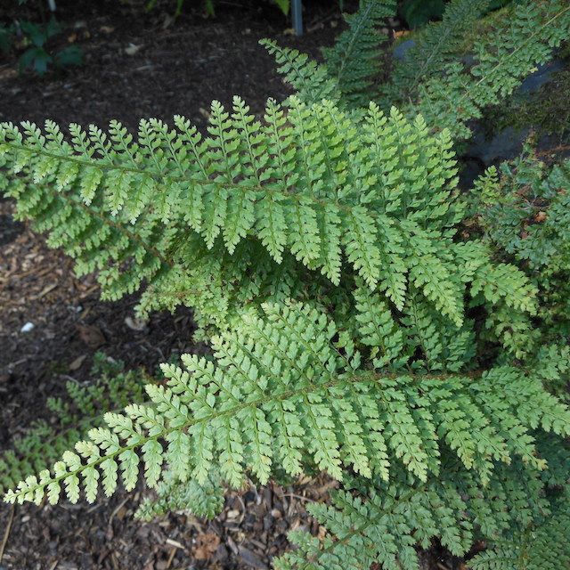 Fern Polystichum setiferum 'Herrenhausen'