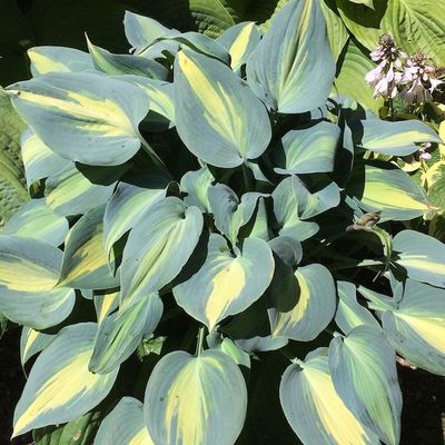 Hosta 'Catherine’