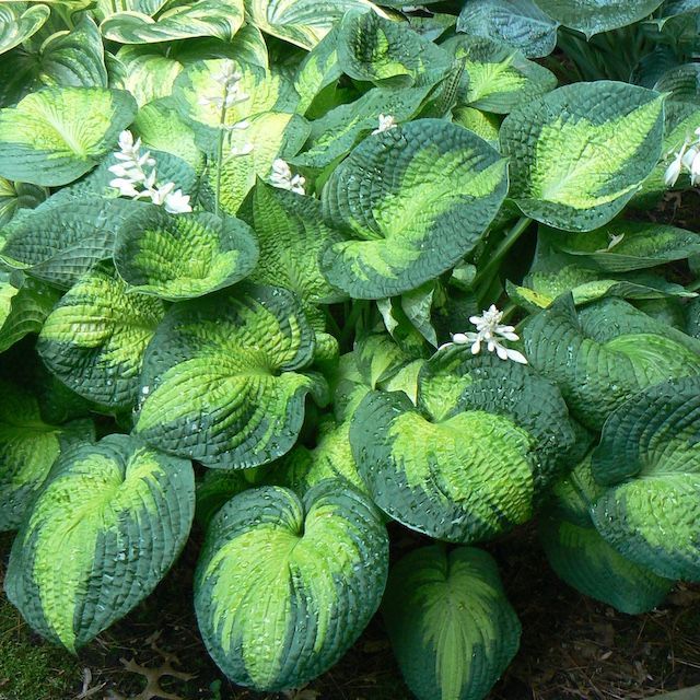 Hosta 'Brother Stefan’