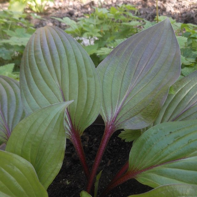 Hosta 'First Blush' ®