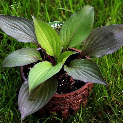 Hosta 'First Blush' ®