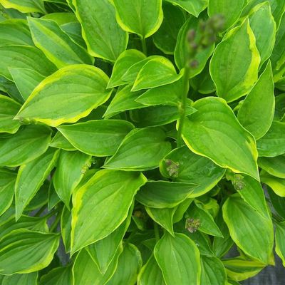 Hosta 'Lemon Delight'