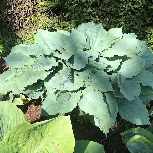 Hosta 'Queen of the Seas '