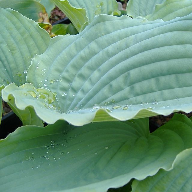 Hosta 'Queen of the Seas '