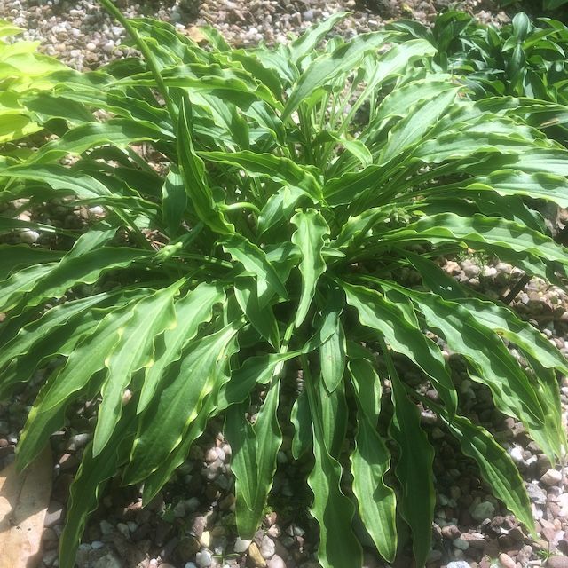 Hosta 'Tattle Tails'