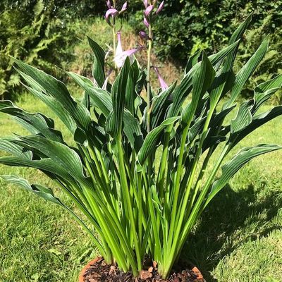 Hosta 'Wings of a Prayer'