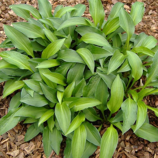 Hosta 'Paradise Puppet'
