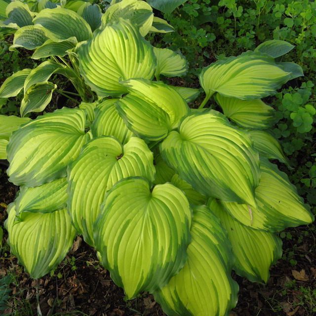 2025 Chelsea Ann & Roger Bowden Exclusive Hosta Collection