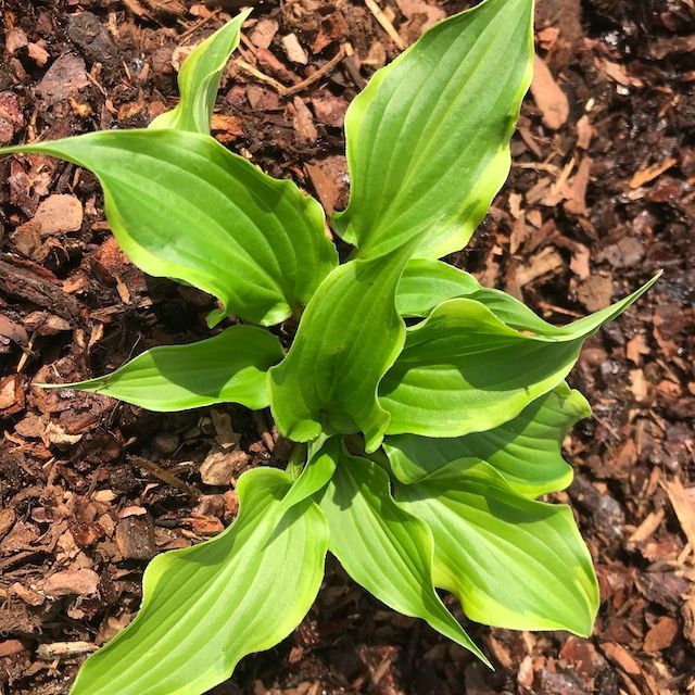 Hosta 'Kanzi'