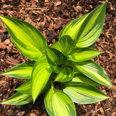 Hosta 'Ayesha’
