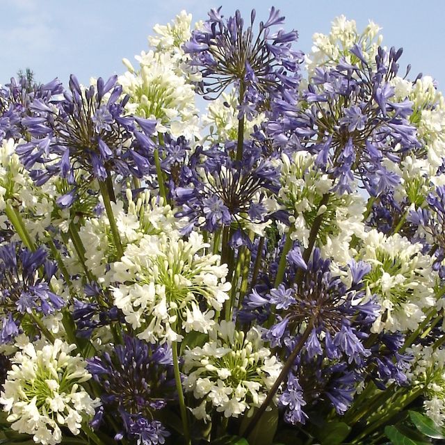 2025 Chelsea Mixed Agapanthus Collection 2025 Chelsea Mixed Agapanthus Collection