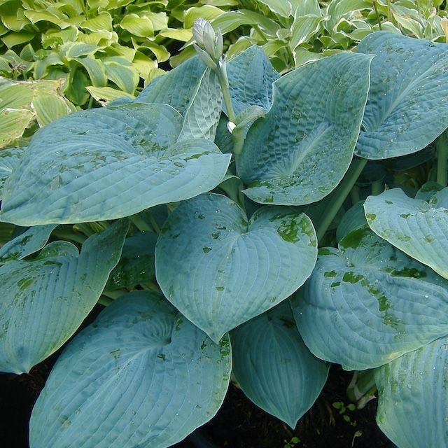 Hosta 'Big Daddy'