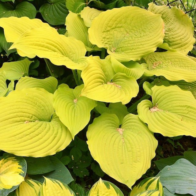 Hosta 'Coast to Coast' ®