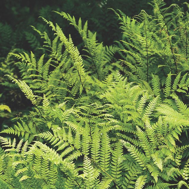 Fern Athyrium vidalii
