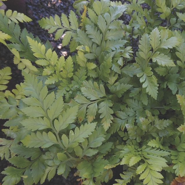 Fern Rumohra adiantiformis