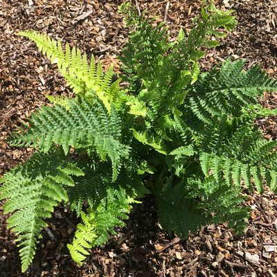 Fern Dryopteris affinis 'Crispa'