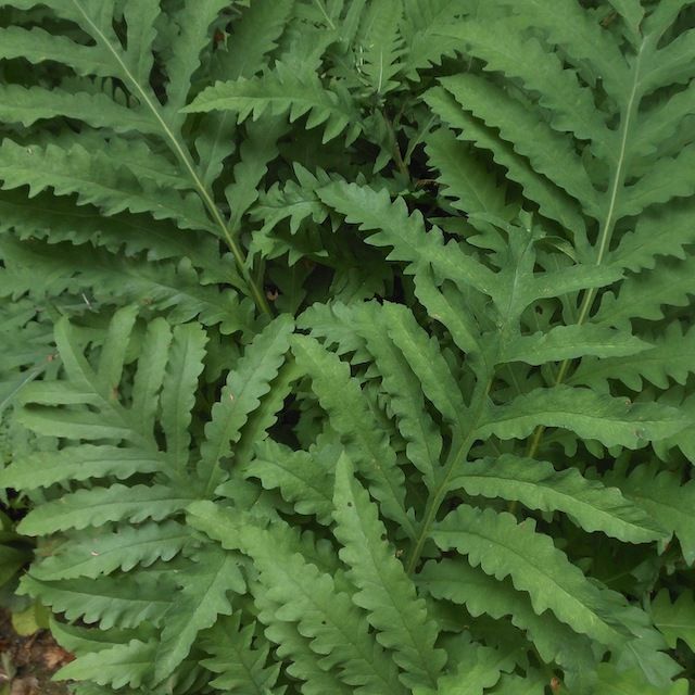 Fern Onoclea sensibilis