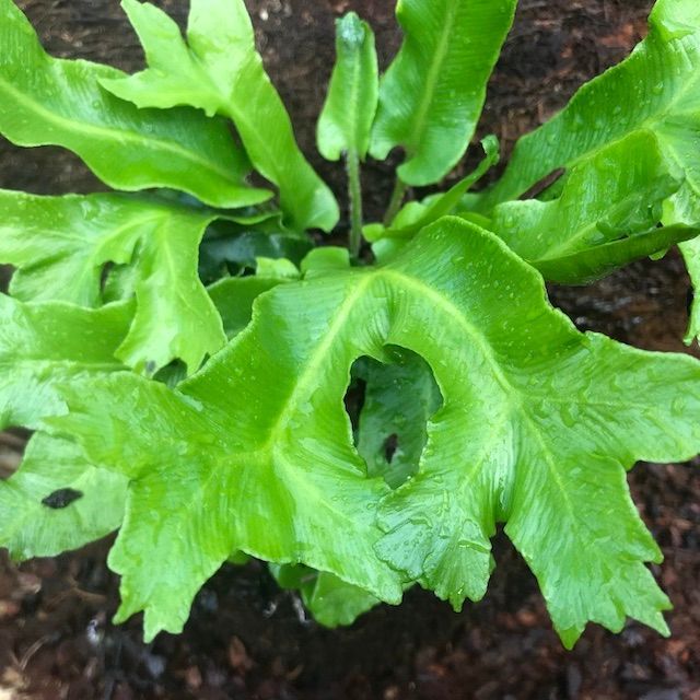 Fern Asplenium scolopendrium 'Cristatum'