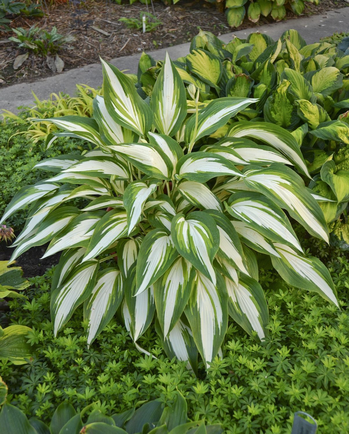 Hosta 'Cool as a Cucumber'