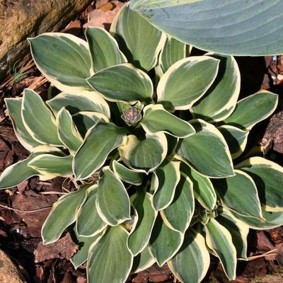 Hosta 'Funny Mouse'