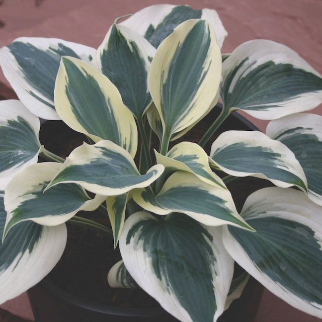 Hosta 'Great Escape'