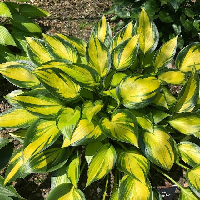 Hosta 'Orange Star' ®