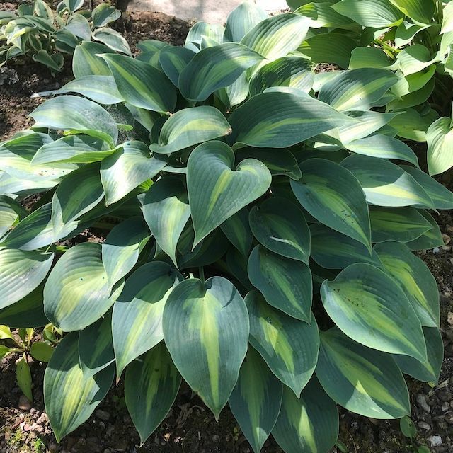 Hosta 'Olympic Sunrise'