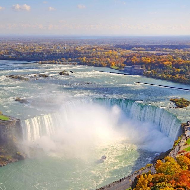 Hosta 'Niagara Falls'