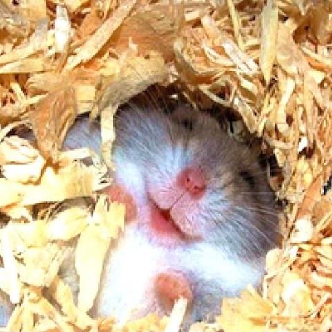 Hosta 'Smiling Mouse' ®